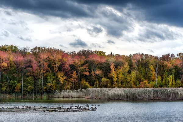 Outono em um lago de Chesapeake Bay — Fotografia de Stock