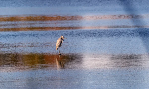 Blue Heron stojící v rybníce při západu slunce — Stock fotografie