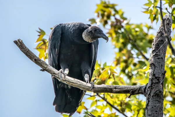 Black Vulture basking in a tree — Stock Photo, Image