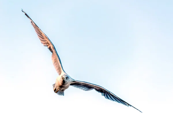 Чайка летит в камеру — стоковое фото
