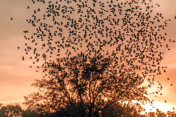 Flock of Starlings Flying over a tree at sunset — Stock Photo, Image