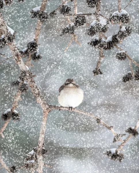 Drozda wznosi się na drzewo kończyny podczas śnieg — Zdjęcie stockowe