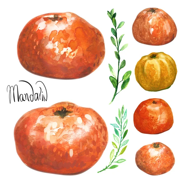 Set handgezeichneter Aquarell-Mandarinen — Stockfoto
