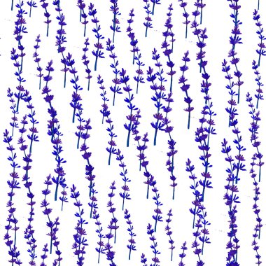 Karahindiba ile sulu boya Dikişsiz desen. Çiçek arka plan.