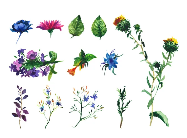 Σετ ακουαρέλας σχεδίασης άγρια λουλούδια, χορτάρια, χέρι εικονογράφηση — Φωτογραφία Αρχείου