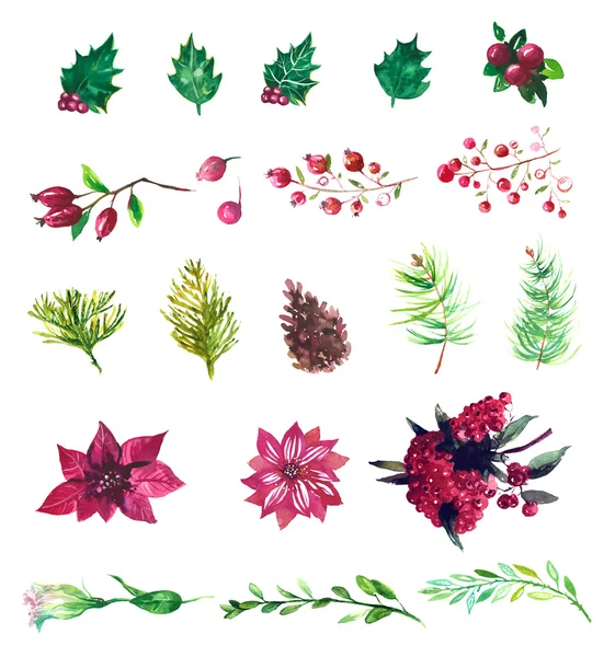 Set of winter watercolor plants, flowers and berries — Stock Photo, Image