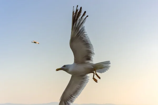 Meeuwen over de zee — Stockfoto