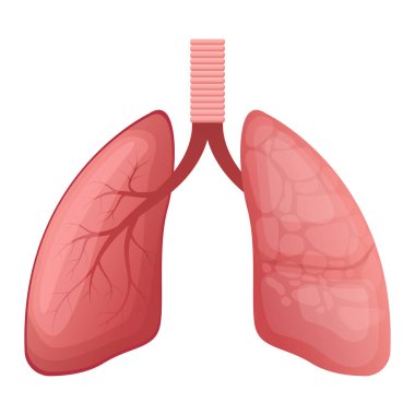 Akciğerler vektör tasarımı çizimi beyaz arkaplanda izole edildi
