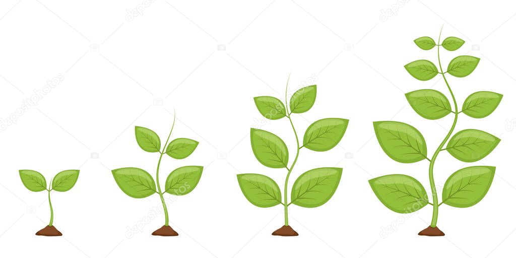 Plant growth stages vector design illustration