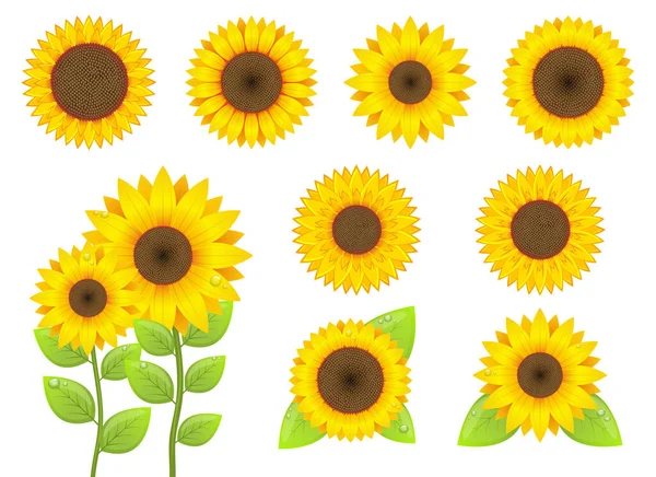 Illustration Vectorielle Tournesol Isolée Sur Fond Blanc — Image vectorielle