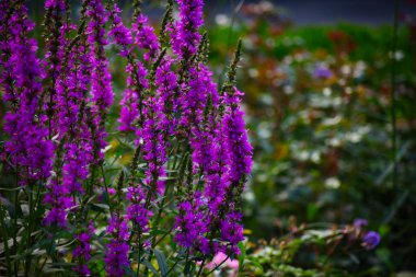 Bahçede büyüyen canlı mor çiçeklerin güzel yakın çekimi. Çiçekler uzun, renkli çiçekleri yeşilliklerle çevrili. Yumuşak güneş ışığı, narin taç yaprakları ve zengin mor renkleri vurgular.