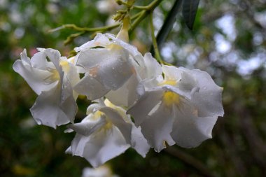 Taze yağmur damlalarıyla kaplı güzel bir zakkum çiçeği kümesi. Narin taç yaprakları ve bulanık doğal arka plan yüksek kalitede botanik bir görüntü oluşturur. Sağlık, spa, bahçıvanlık ve yazla ilgili konular için ideal..