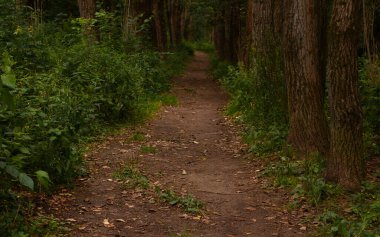 Yıpranmış ahşap bir yolun alçak açılı görüntüsü kalın yeşil yapraklar arasında kayboluyor. Kırsal kereste geçidi yaz aylarında canlı bitkiler ve orman ağaçlarıyla çevrili doğa yürüyüşçüleri için bir patika görevi görüyor..