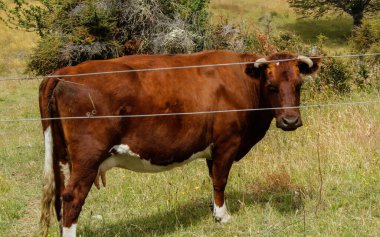 Güneşli bir günde tarlada inek