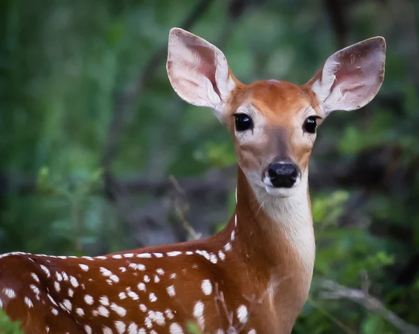 Nuori uros Fawn — kuvapankkivalokuva