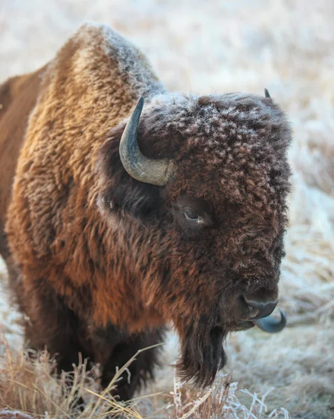 Buzlu Bison boğa