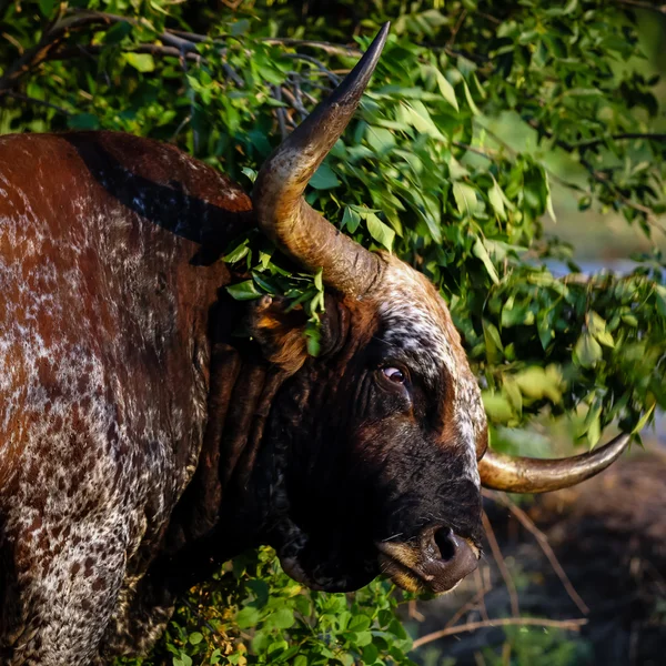 Vahşi Longhorn boğa yakın çekim