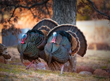 Pair of Male Turkeys clipart