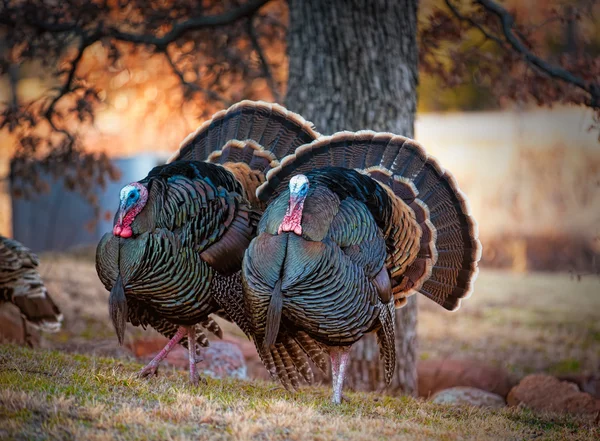 Pair of Male Turkeys — Stock Photo, Image