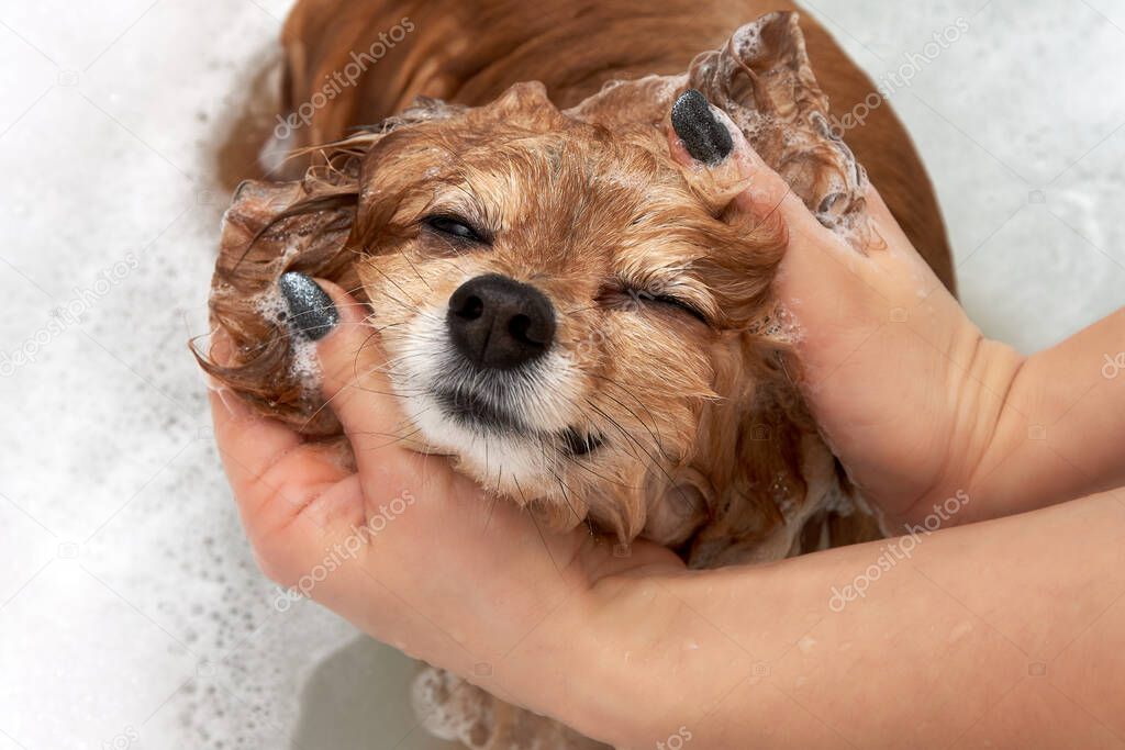 Happy face of a red dog in the bathroom with foam on his head