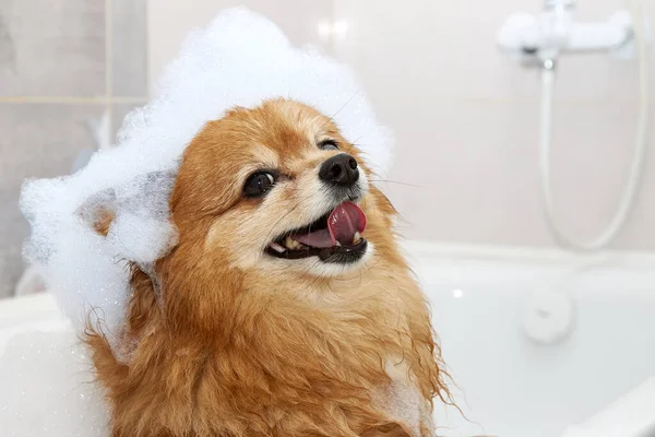 La faccia felice di un cane rosso con la schiuma sulla testa — Foto Stock