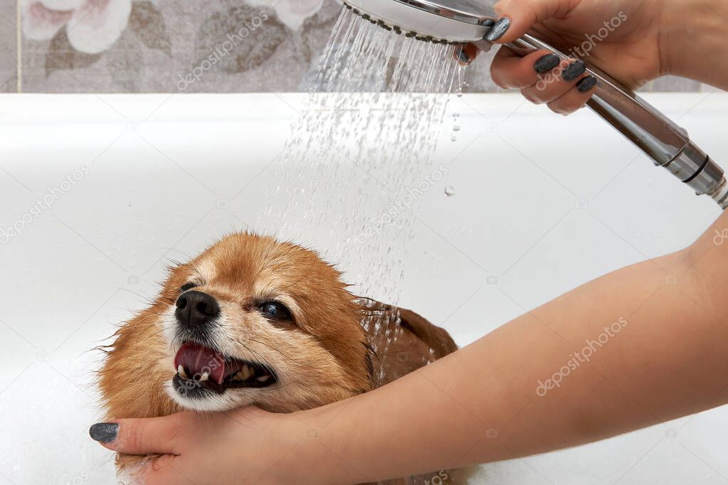 The girl in the bath washes the dog in the shower