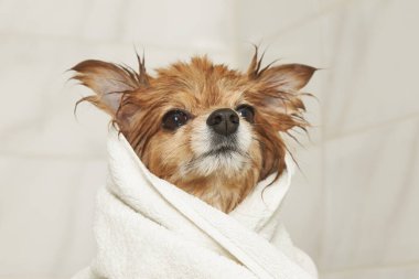 Duştan sonra havluya sarılmış kırmızı köpek.