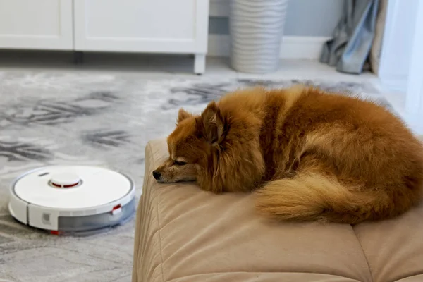 Red dog sleeps while robot vacuum cleaner cleans carpet