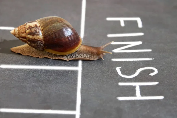 The snail is the first to cross the finish line