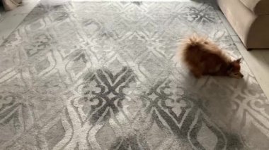 Islak kırmızı köpek, gri halıda mutlu mesut dolaşıyor.