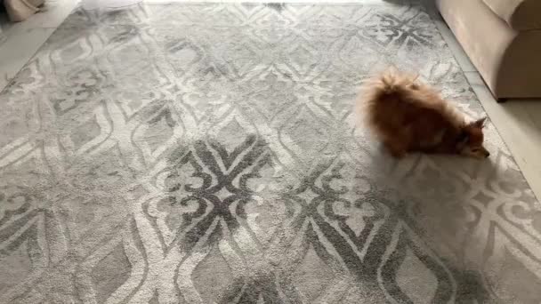 Mokry czerwony pies szczęśliwie toczy się po szarym dywanie — Wideo stockowe