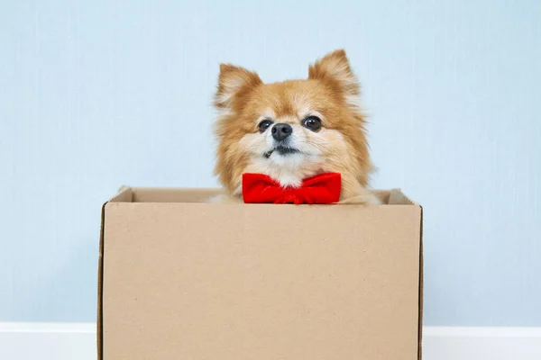 The face of a disgruntled red dog in a red bow tie sitting in a cardboard box. — Stock Photo, Image