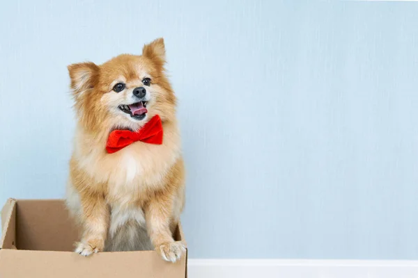 A happy red-haired German Spitz dog in a red bow tie climbed out of a cardboard box — Stock Photo, Image
