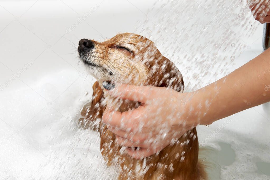 The girl in the bath washes the dog in the shower