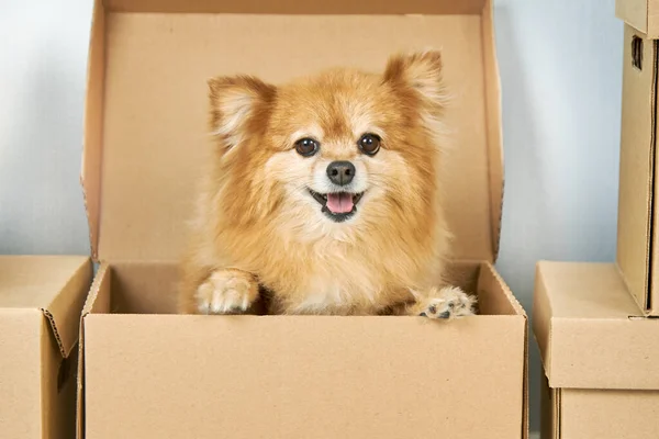 Little Red Dog Ready Move Cardboard Box Animals Relocation Moving — Stock Photo, Image