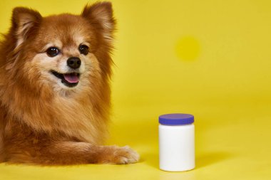 Bir Alman Spitz köpeği sarı arka planda, köpeğin yanında beyaz bir kavanoz var..