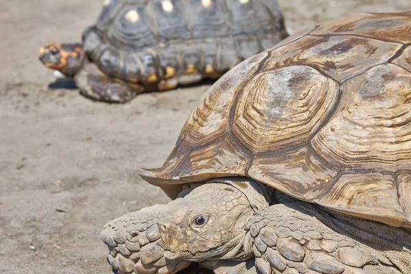 Large, old turtles of various species crawl through the desert in search of food and water.