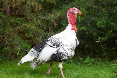 Yeşil çimenlerde yürüyen beyaz bir hindinin portresi.