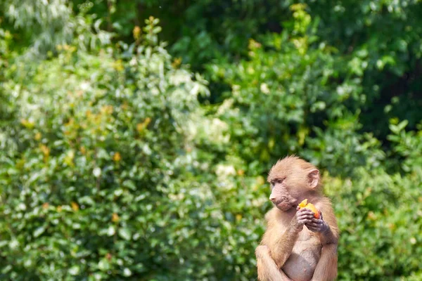 Small funny monkey eats a fruit on the background of a green jungle