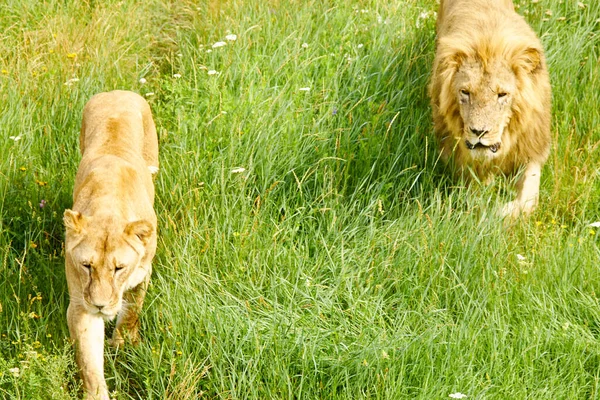 ライオンと愛のカップルは食料を求めて彼らの所有物を一緒に検査する — ストック写真