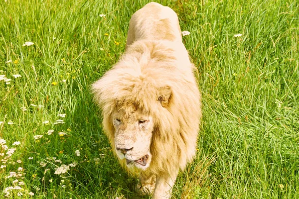 Male Lion Inspects His Possessions Lion Walks Green Grass Park — Stock Photo, Image