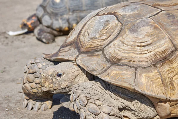 Large, old turtles of various species crawl through the desert in search of food and water.