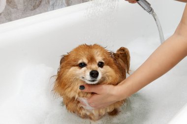 Beyaz banyodaki mutlu kızıl saçlı köpek duşun altında yıkanıyor. Kızın elleri Alman Pomeranya 'lıyı suyla ıslatıyor.