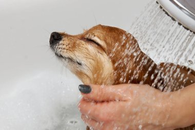 Beyaz banyodaki mutlu kızıl saçlı köpek duşun altında yıkanıyor. Kızın elleri Alman Pomeranya 'lıyı suyla ıslatıyor.