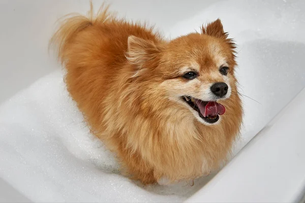 Cão Vermelho Feliz Com Casaco Grosso Vai Tomar Banho Alemão — Fotografia de Stock