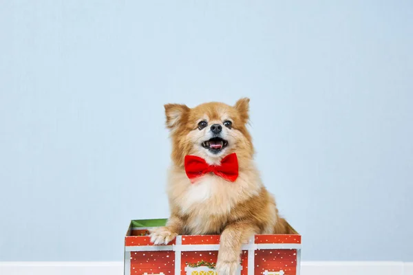 Happy Red Dog German Spitz Breed Red Bow Tie Got — Stock Photo, Image