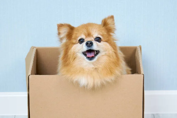 Happy Muzzle Red Dog German Spitz Breed Cardboard Box Concept — Stock Photo, Image