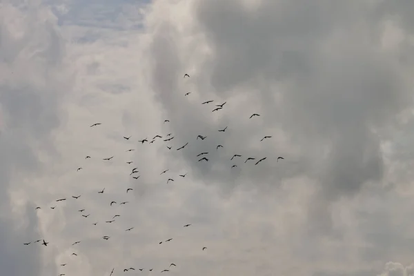 Flock Fåglar Flyger Bakgrunden Moln Apokalyps — Stockfoto