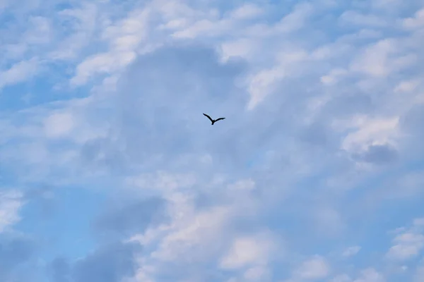 Flygande Fågel Luften Bakgrunden Blå Moln — Stockfoto