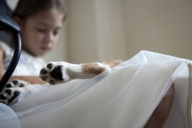 Küçük bir kızın dizlerinden sarkan bir köpeğin patisinin yakın çekimi. Veteriner hastanesinde evcil hayvan.